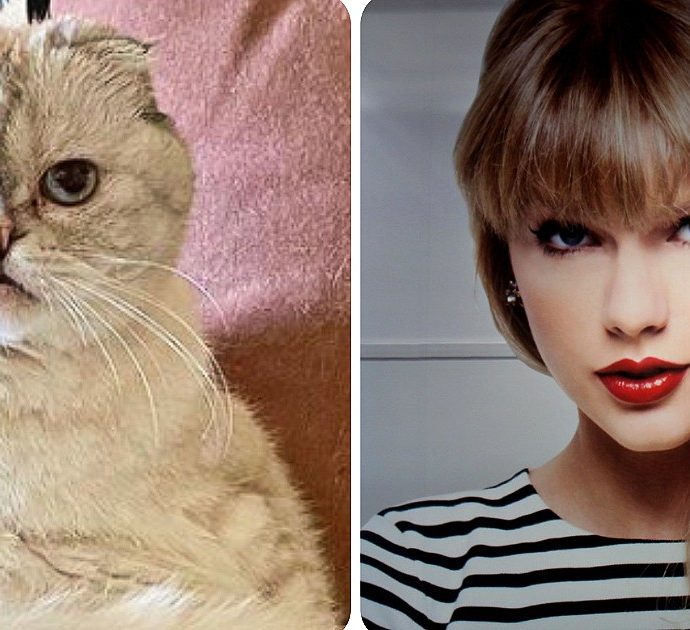Taylor Swift, la gattina Olivia ha un patrimonio da capogiro (97 milioni di dollari): non è lei però l’animale più ricco del mondo