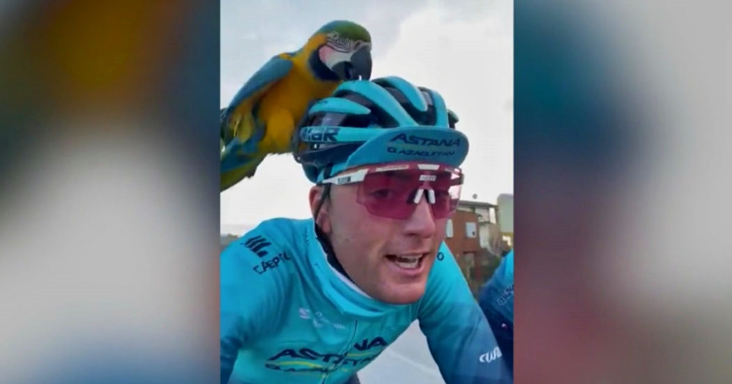 Sorpresa per i due ciclisti: si allenano nel paese di Michele Scarponi e arriva il pappagallo Frankie – Video