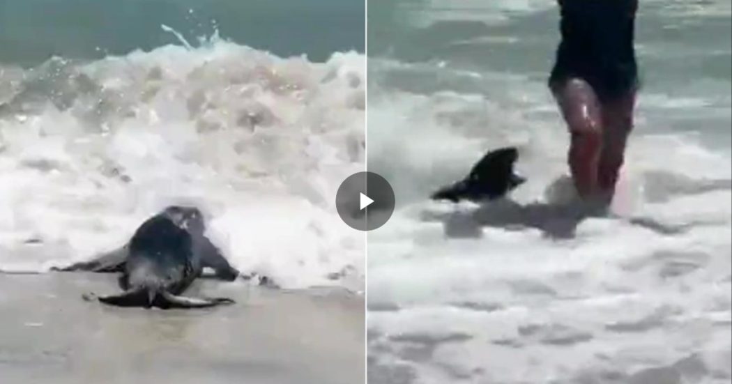 Cucciolo di foca attacca e morde due bagnanti in spiaggia. Le autorità avvertono: “Non innervositele, sono carnivore” – VIDEO