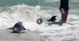 Copertina di Cucciolo di foca attacca e morde due bagnanti in spiaggia. Le autorità avvertono: “Non innervositele, sono carnivore” – VIDEO