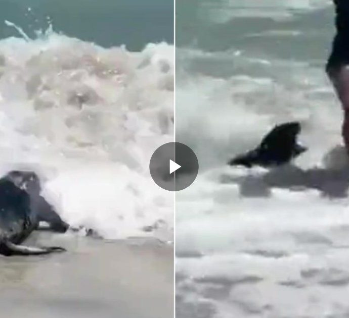 Cucciolo di foca attacca e morde due bagnanti in spiaggia. Le autorità avvertono: “Non innervositele, sono carnivore” – VIDEO