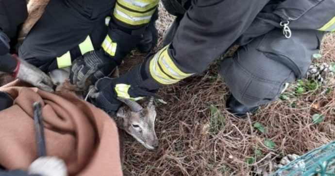 Muflone bloccato una trappola all’isola d’Elba: liberato dai vigili del fuoco