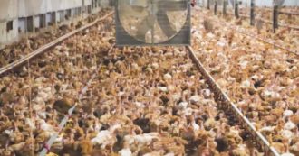Altro che pollo allevato bio: Fileni nel mirino di Report