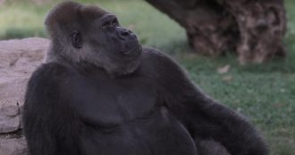 Copertina di Fasano, 50mila firme per liberare il gorilla dello zoo: ‘È triste e solo’. Il parco: ‘Dati dicono altro, ma lavoriamo per dargli compagnia’