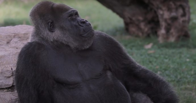 Fasano, 50mila firme per liberare il gorilla dello zoo: ‘È triste e solo’. Il parco: ‘Dati dicono altro, ma lavoriamo per dargli compagnia’