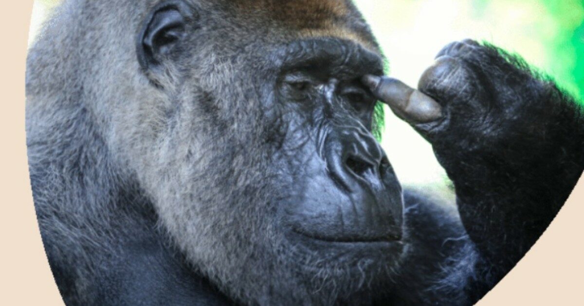 “Questi gorilla non dovrebbero essere qui abbandonati tra la sporcizia, è frustrante per loro”: otto primati disperati in un’ex zoo. Il video diventa virale