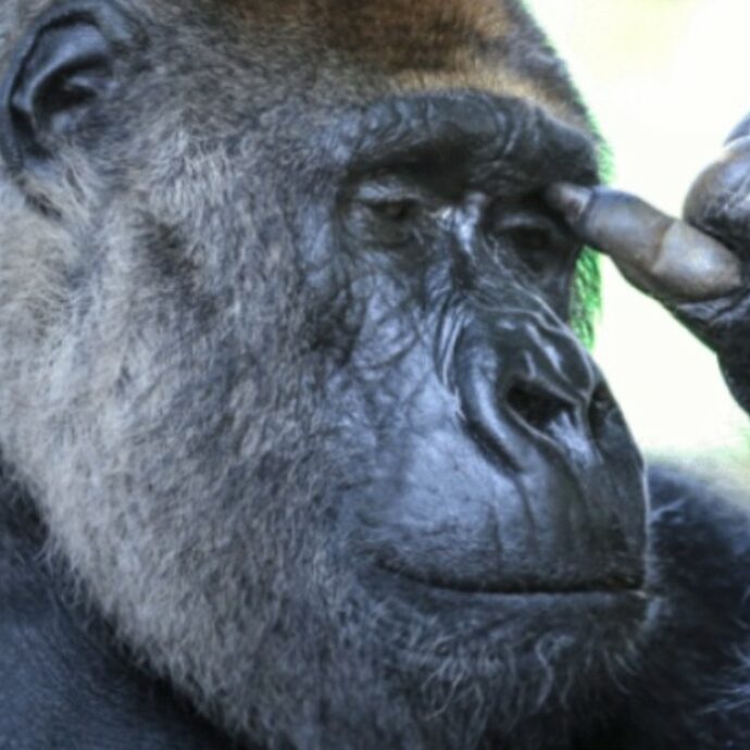 “Questi gorilla non dovrebbero essere qui abbandonati tra la sporcizia, è frustrante per loro”: otto primati disperati in un’ex zoo. Il video diventa virale