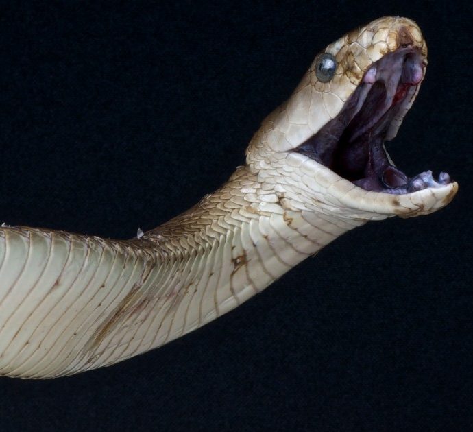 “Prima il sollievo, poi l’inferno con spasmi dolorosi e incontrollati che portano anche alla morte. Ecco perché succede”: svelato il “segreto” del veleno del mamba