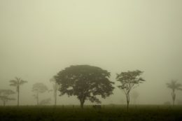 Copertina di I “crediti di carbonio” acquistati dalle aziende per compensare la Co2? Nella maggior parte dei casi non servono, in altri sono dannosi