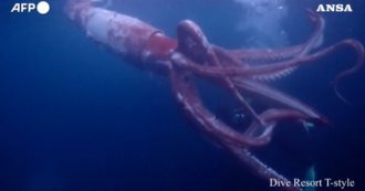Copertina di Un calamaro gigante nuota nelle acque al largo della costa: il raro avvistamento in Giappone – Video
