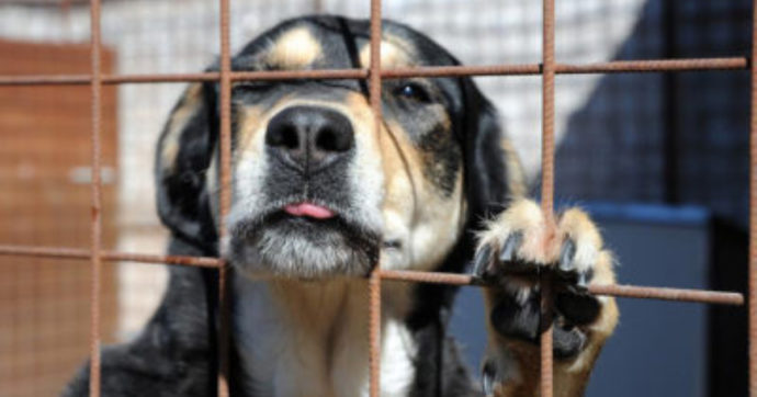 In Trentino si possono tenere i cani alla catena: variare la legge temo non migliorerà le cose. Anzi