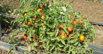 Copertina di Battipaglia, nel terreno confiscato è guerra tra i kart e i pomodori