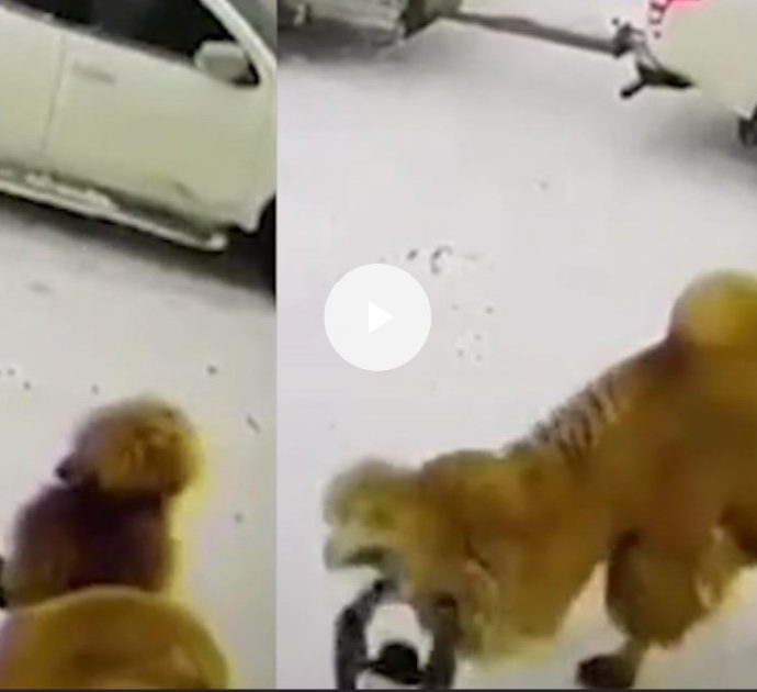 Tira un pugno sul muso del cammello, l’animale si ribella e lo calpesta: guardiano ucciso – VIDEO