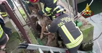 Copertina di Un lupo resta intrappolato in un canale nel centro di Verona: così viene salvato dai vigili del fuoco – Video