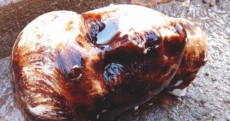 Copertina di Quante memorie dal sottosuolo: i tesori nascosti sotto la Via Appia