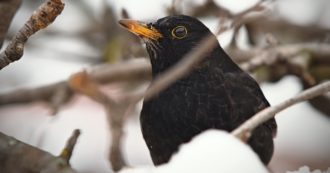 Copertina di Arrivano i giorni della merla, ecco quando: perché questi sono considerati i più gelidi dell’anno e cosa annunciano per la primavera
