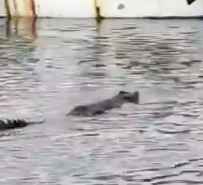 Coccodrillo nuota nelle acque di Napoli, la verità dietro il video virale girato a Mergellina