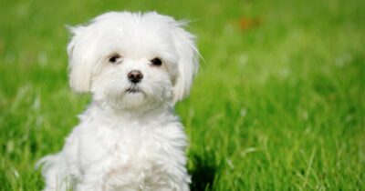 Copertina di “Se vuoi rivedere la tua cagnolina Cindy prepara 450 euro”: sedicenne arrestato per tentata estorsione