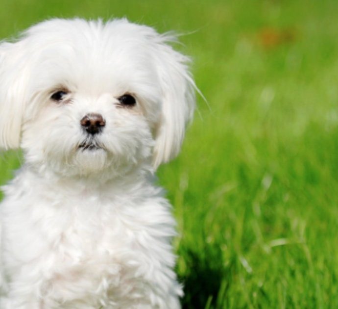 Coppia regala il proprio cagnolino a un pensionato per aiutarlo a superare la depressione. Lui gli taglia la gola: “Abbaiava troppo”