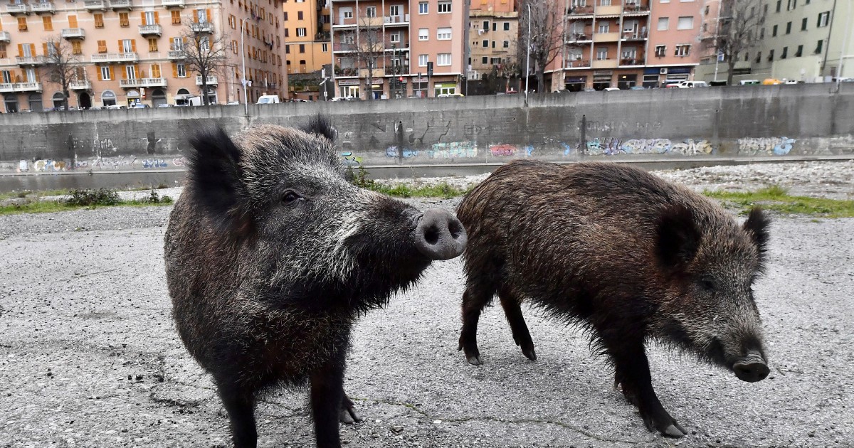 peste suina africana 103 casi tra cinghiali nel parmense priorit224 proteggere modena e reggio emilia