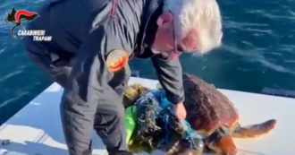 Copertina di Nuotava intrappolata nella plastica, carabinieri salvano tartaruga di 30 chili a Favignana – Video