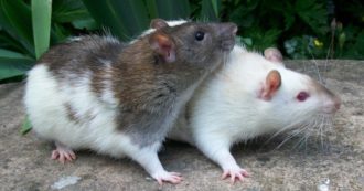 Copertina di Tumori cerebrali: un nuovo farmaco frena la malattia nei topi. Speranza per gli esseri umani