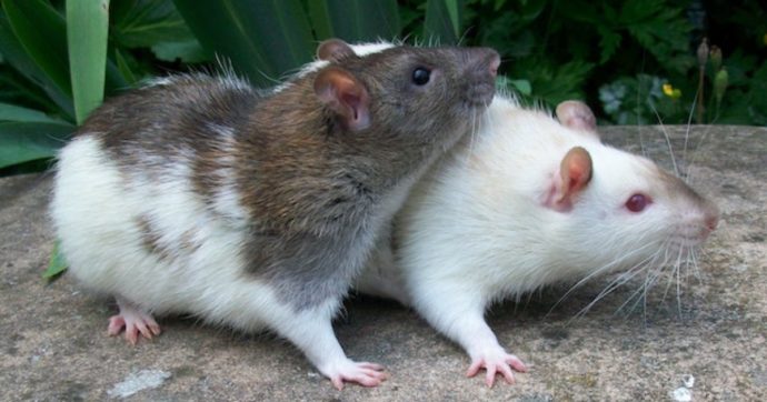 Viveva con 800 topi, liberata la casa della ‘collezionista di ratti’