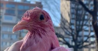 Copertina di Tingono di rosa un piccione per la festa di gender reveal: Flamingo muore avvelenato