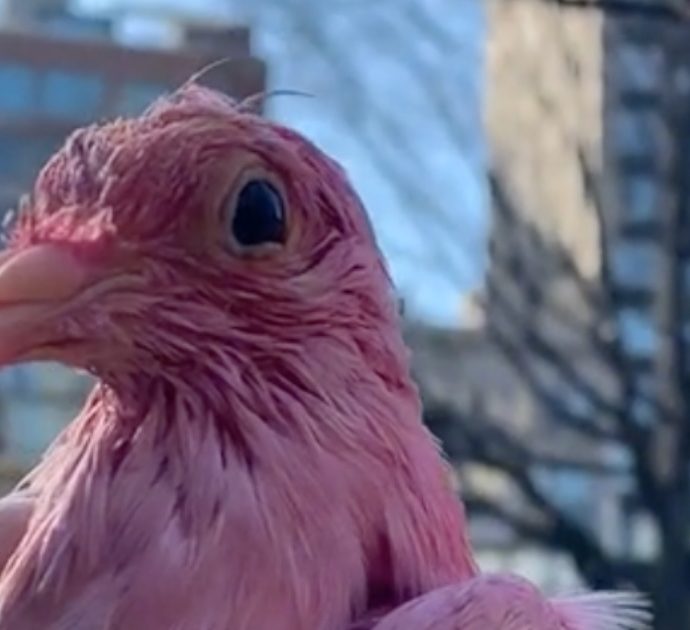 Tingono di rosa un piccione per la festa di gender reveal: Flamingo muore avvelenato
