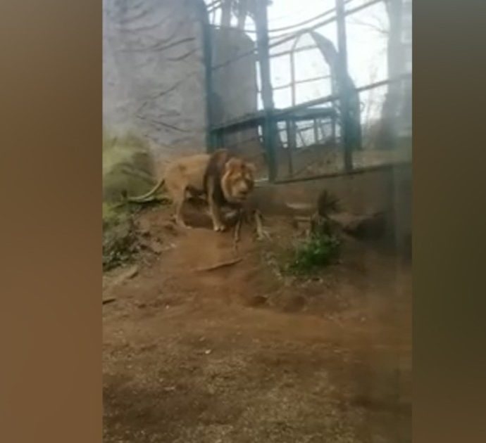 Roma, il leone del bioparco gira a vuoto e ruggisce. Il video con il commento indignato: “Segnale di forte stress. Questi gli animali felici…”