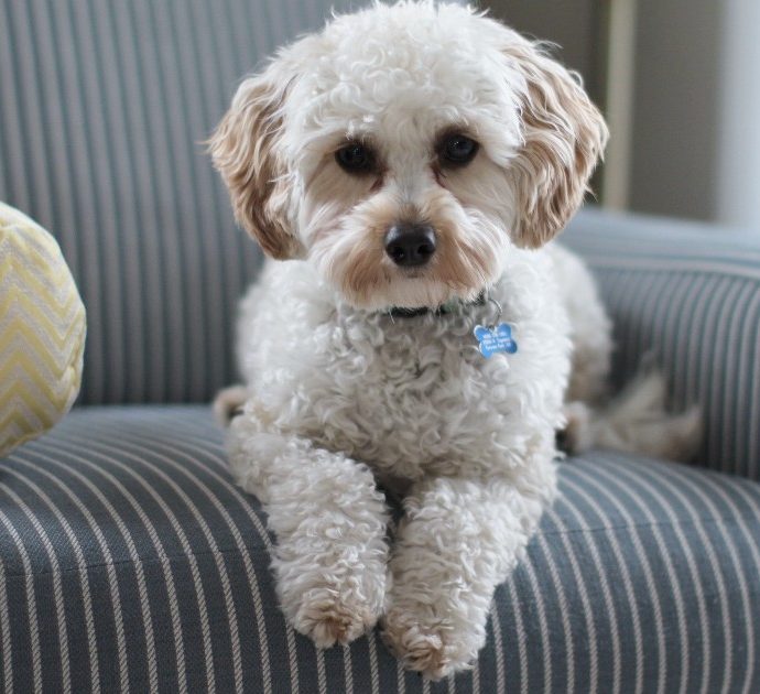 Compra un divano usato e fa una clamorosa scoperta: dentro c’è un cane