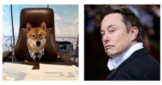Copertina di Elon Musk nomina il suo cane come Ceo di Twitter: “È perfetto per questo lavoro”