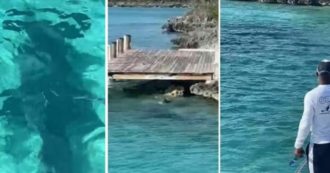 Copertina di Cane si getta in mare per attaccare uno squalo e gli salta in groppa: panico tra i turisti alle Bahamas, ecco come è finita – VIDEO