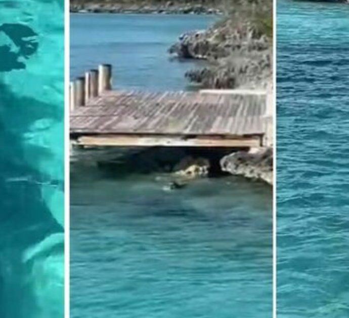 Cane si getta in mare per attaccare uno squalo e gli salta in groppa: panico tra i turisti alle Bahamas, ecco come è finita – VIDEO