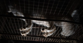 Copertina di FurFreeEurope, la nostra indagine su un allevamento di volpi in Polonia: firma per lo stop Ue alle pellicce!