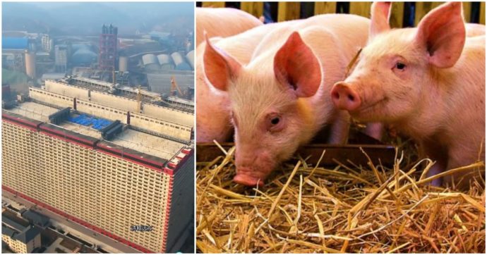 Ventisei piani e oltre 600mila maiali: in Cina l’allevamento di suini è un grattacielo. Esperti preoccupati: “Se entra una malattia, esplode”