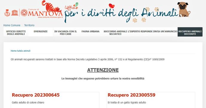 Mantova, il Comune lancia l’archivio fotografico degli animali deceduti: un servizio per i padroni di cani o gatti scomparsi