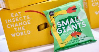 Copertina di Farina di insetti: una moda o un vero novel food? C’è un’importante preoccupazione