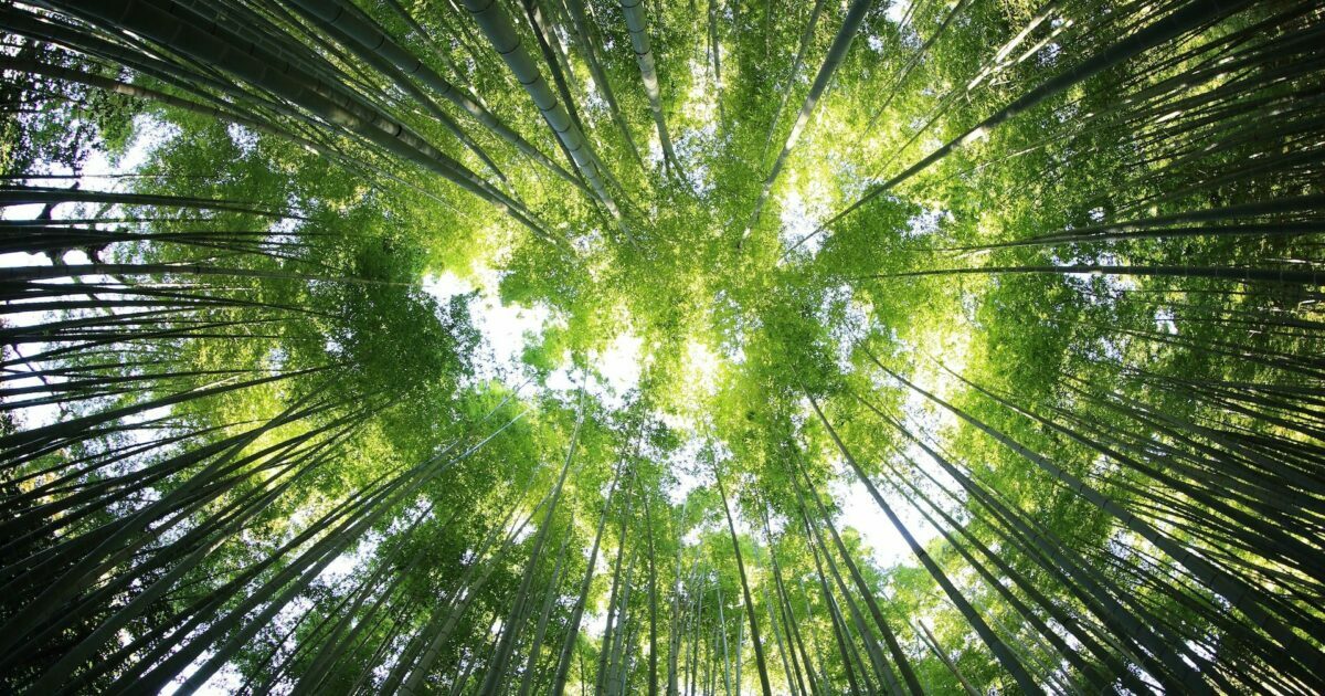 Giornata mondiale della biodiversità: per salvarla, capiamo prima cosa sia Giornata mondiale della biodiversità: per salvarla, capiamo prima cosa sia