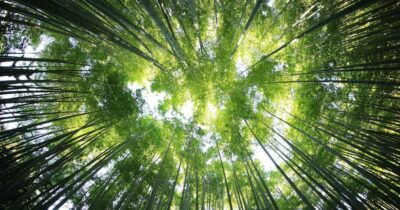 Copertina di Robot e intelligenza artificiale per il monitoraggio delle foreste, il progetto dell’Università di Bolzano