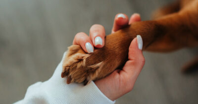 Copertina di “Lasciatela perdere, è soltanto anziana”: la cagnolina Gaufrette abbandonata e maltrattata dai padroni. Poi viene salvata da una famiglia