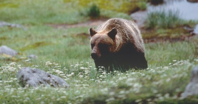 Trentino, escursionista aggredito da un orso: “Morso alla testa e al braccio”. Sarà operato