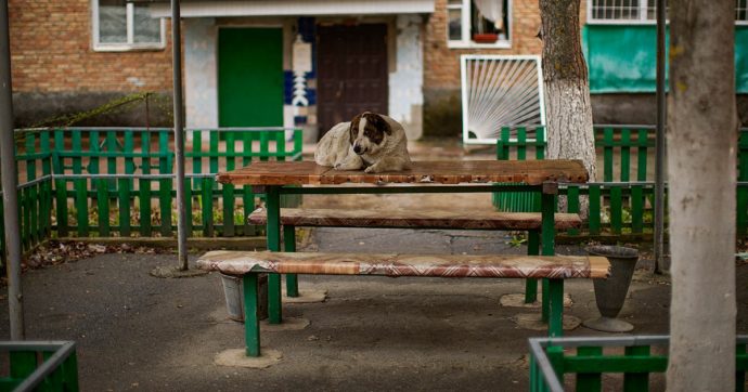Chernobyl, i cani nella zona di esclusione “geneticamente” distinti dagli altri. Lo studio che potrebbe servire anche agli umani