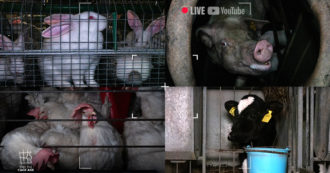 Copertina di Stop alle gabbie: 24h di diretta in quattro allevamenti intensivi e un appello per fermarle