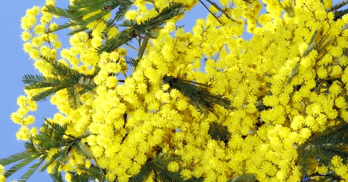 8 marzo, perché in Italia si regalano le mimose? Una tradizione nata nel 1946…