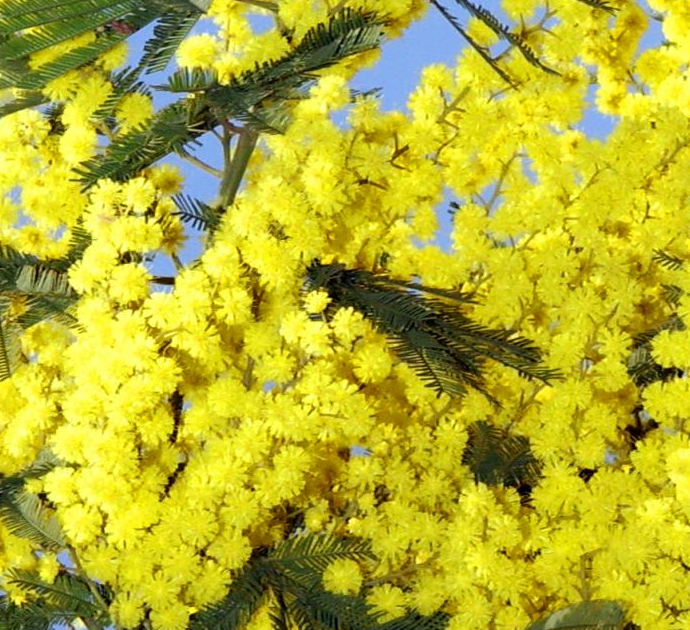 8 marzo, perché in Italia si regalano le mimose? Una tradizione nata nel 1946…