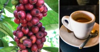 Copertina di Caffè, così il cambiamento climatico a causa dell’uomo mette a rischio il 50% dei terreni per la coltivazione