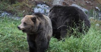 Copertina di Allarme orsi, la Slovenia dà il via libera all’abbattimento di 230 esemplari. La misura “a tutela della sicurezza dei cittadini”