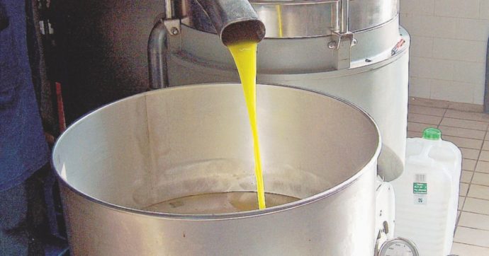 Cambiamenti climatici, la siccità fa crollare la produzione di olio d’oliva: -37% rispetto all’anno precedente