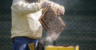 Copertina di Le api battono il cemento: in provincia di Firenze il Tar impedisce la costruzione di un magazzino autorizzato dalla Regione